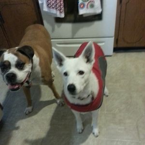 Meet your Posher, Alice